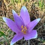 Colchicum longifolium Flower