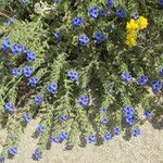 Echium arenarium Hábito