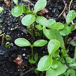 Zanthoxylum bungeanum Leaf