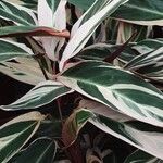 Stromanthe thalia Leaf