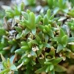 Cherleria sedoides Fruit