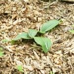 Cypripedium parviflorum Ліст