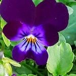 Viola tricolor 花