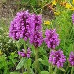 Stachys pradica Flower