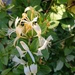 Lonicera hildebrandtiana