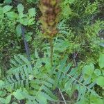 Pedicularis bracteosa Blatt