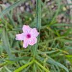 Ruellia simplexBlodyn