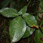 Syngonium macrophyllum Hoja