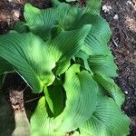 Hosta longipes Blatt