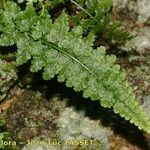 Asplenium foreziense Fuelha