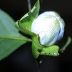 Diospyros bipindensis Fruto