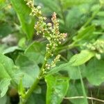 Rumex scutatus 花