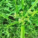 Cyperus difformis Φρούτο