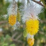 Dichrostachys cinerea Blüte