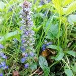 Ajuga reptansBloem