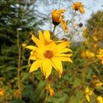 Helianthus × laetiflorusŽiedas