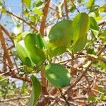 Strychnos spinosa Sonstige