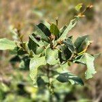 Euclea divinorum Leaf
