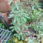 Phyllanthus niruri 形態