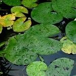 Nymphaea odorata Leaf