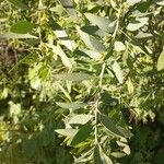 Osyris lanceolata Leaf