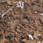 Jepsonia malvifolia Hábito