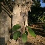 Ficus geniculata