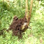 Dryopteris pentheri Sonstige