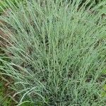 Dianthus plumariusLeaf
