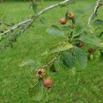 Crataegus crus-galli ফল