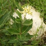 Asclepias lanuginosa Alkat (teljes növény)