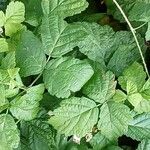 Rubus caesius Levél