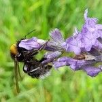 Lavandula angustifoliaΛουλούδι