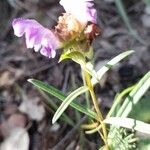 Prunella hyssopifoliaFlower