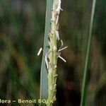 Sporobolus alterniflorus Fruit