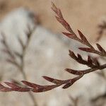 Limonium companyonis Mosusu