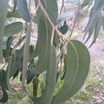 Eucalyptus globulus Листок