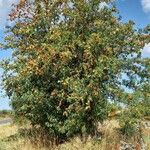 Sorbus aucuparia অভ্যাস