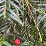 Taxus brevifolia List