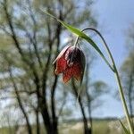 Fritillaria gentneri 花