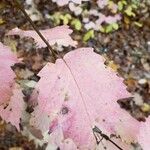 Viburnum acerifolium Blatt