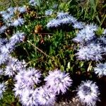 Globularia cordifoliaFlor