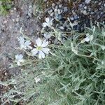 Cerastium tomentosum Flor