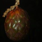 Raphia textilis Fruto