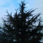 Cedrus deodara Blatt