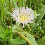 Centaurea pullata Bloem