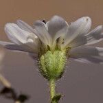 Blepharizonia laxa 花
