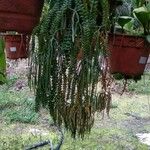 Huperzia phlegmaria Flor