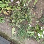 Portulaca pilosa Costuma