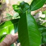 Citrus sinensis Blad